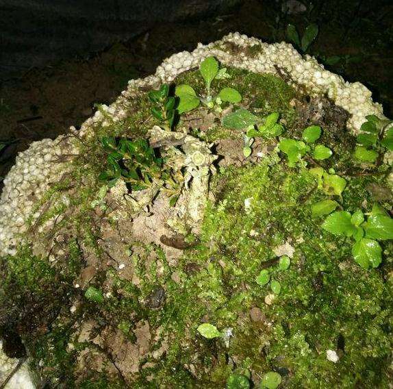 云南珍珠黄杨盆景在上盆后怎么发芽养护