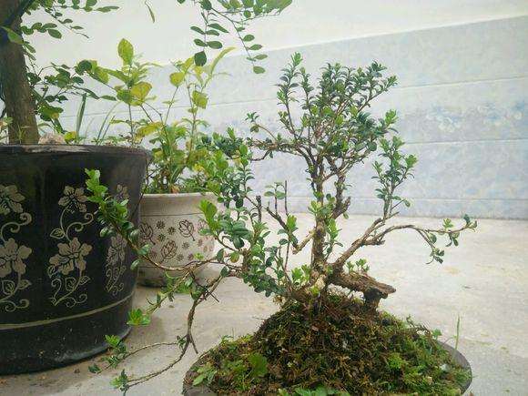 云南珍珠黄杨盆景在上盆后怎么发芽养护