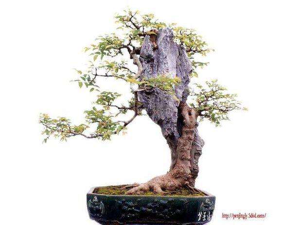 浅析黄杨适合制作什么类型盆景