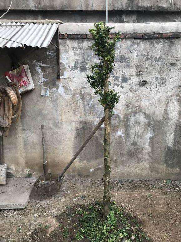 看看我才买黄杨盆景怎么样