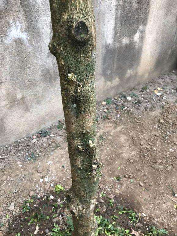 看看我才买黄杨盆景怎么样