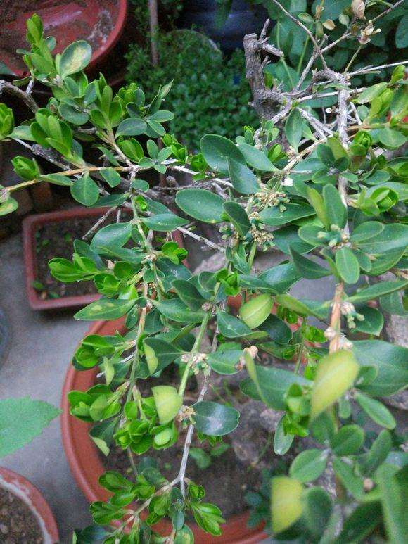 瓜子黄杨和速生黄杨盆景的区别？