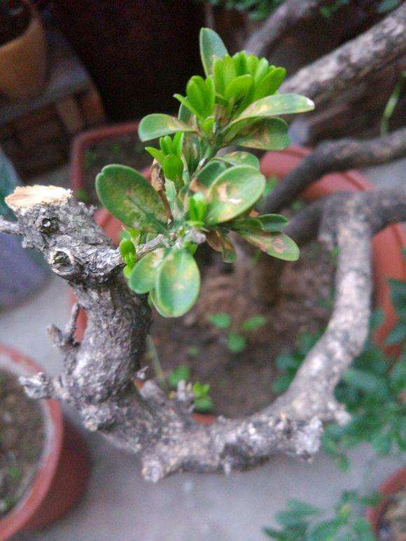 瓜子黄杨和速生黄杨盆景的区别？