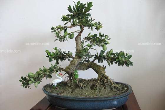 龙鳞黄杨盆景怎么制作方法