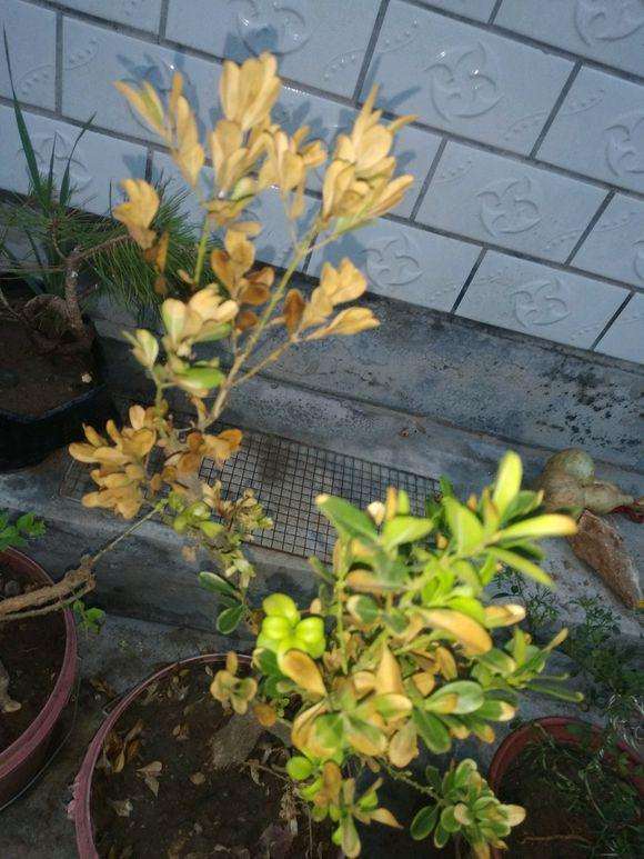 黄杨盆景叶子发黄 