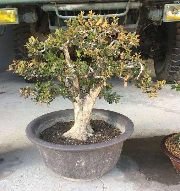 黄杨盆景在北方室外最低能耐多少度