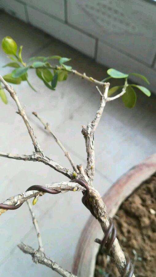 黄杨盆景杀大了光秃秃的