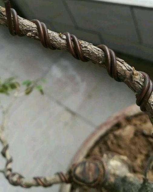 黄杨盆景杀大了光秃秃的