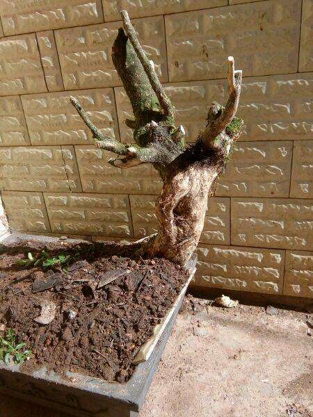 这个黄杨盆景可以成活吗