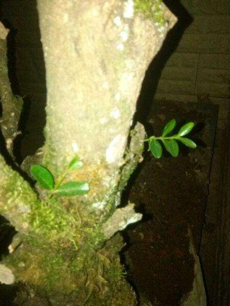 这个黄杨盆景可以成活吗