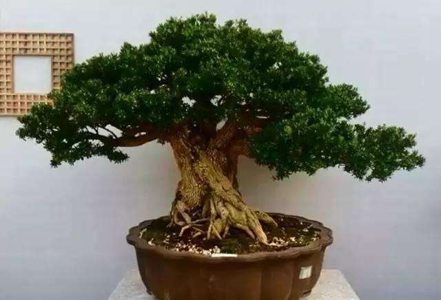 北海道黄杨盆景的侧芽怎么外植体培养