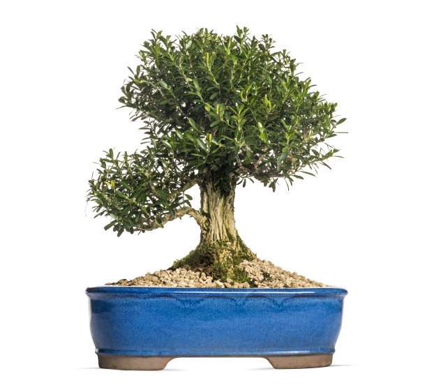 北海道黄杨盆景怎么扦插繁殖的方法