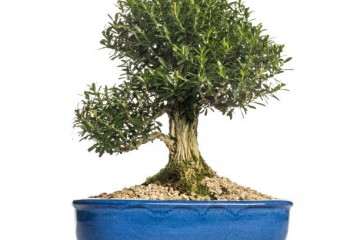 北海道黄杨盆景怎么扦插繁殖的方法