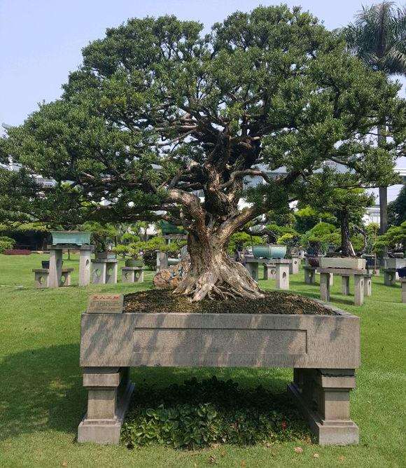 黄杨盆景的果子挂满枝头就会影响生长吗