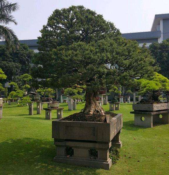 黄杨盆景的果子挂满枝头就会影响生长吗