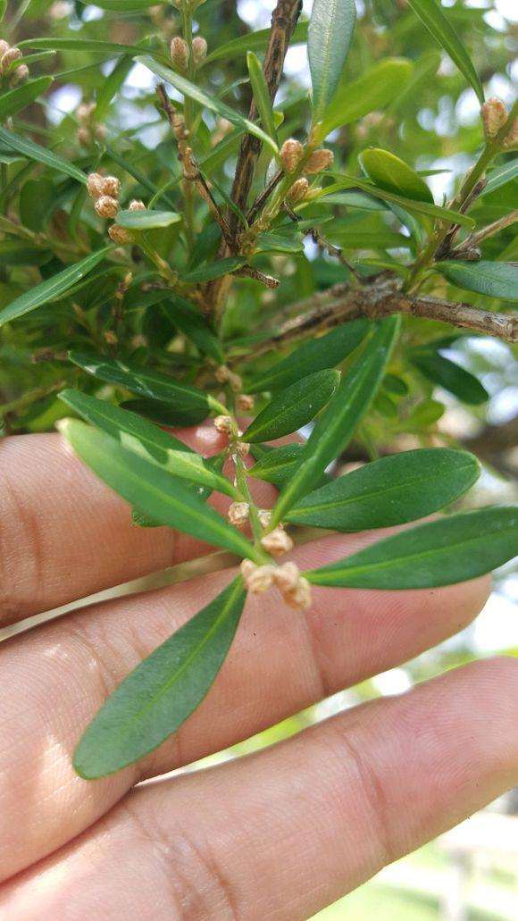 黄杨盆景的果子挂满枝头就会影响生长吗