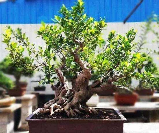 榕树树桩盆景怎么施肥浇水的方法