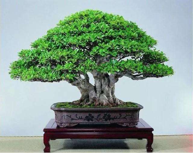 榕树树桩盆景怎么施肥浇水的方法