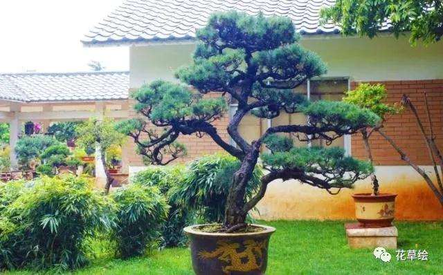 怎么制作根系悬露的松树盆景