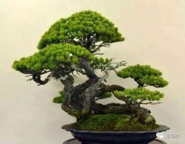 怎么制作根系悬露的松树盆景