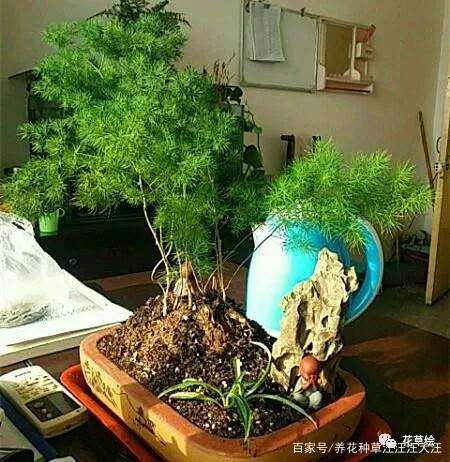 蓬莱松盆景为什么叶子发黄