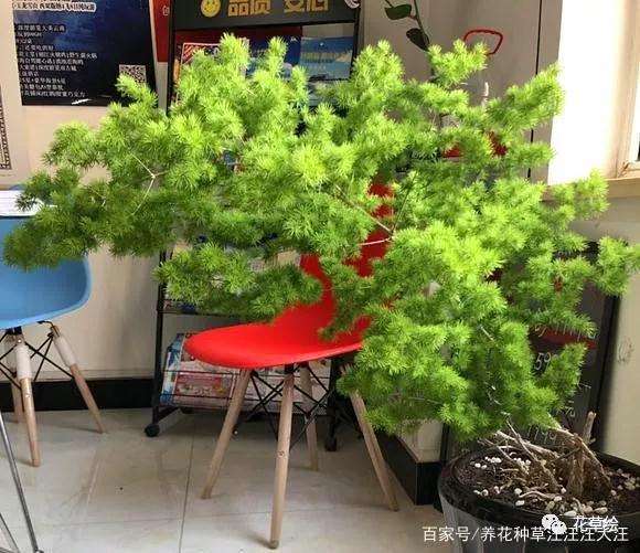 蓬莱松盆景叶子发黄的解决方法