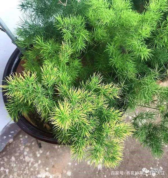 蓬莱松盆景营养不良