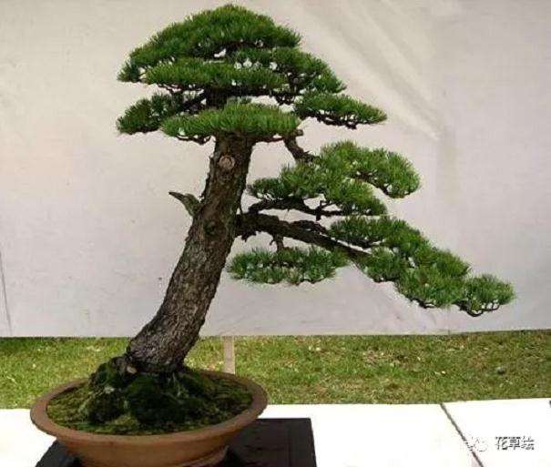 黄山松盆景树桩怎么造型的3个方法