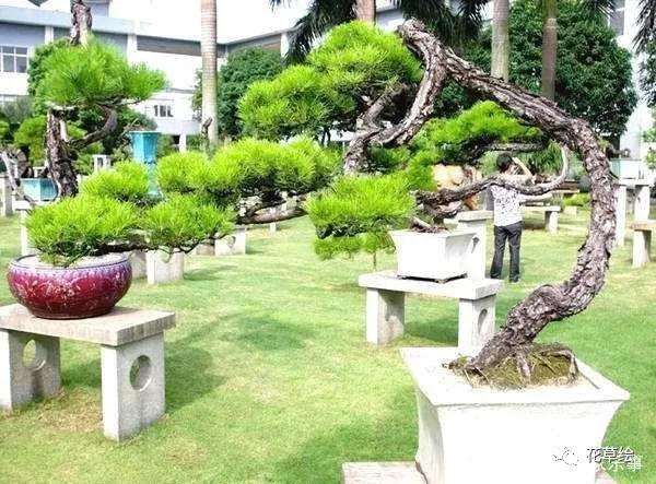 黄山松盆景树桩怎么造型的3个方法