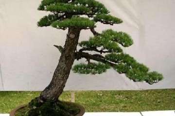 黄山松盆景树桩怎么造型的3个方法