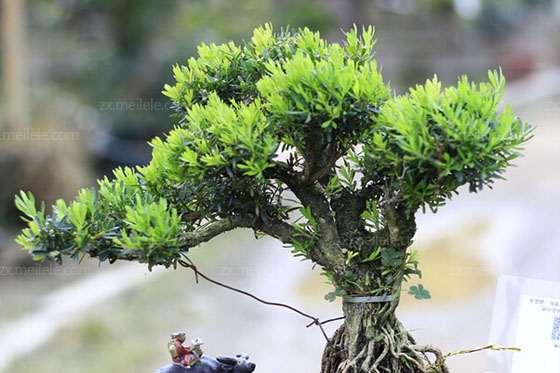 植物生长延缓剂对小叶黄杨盆景有什么影响