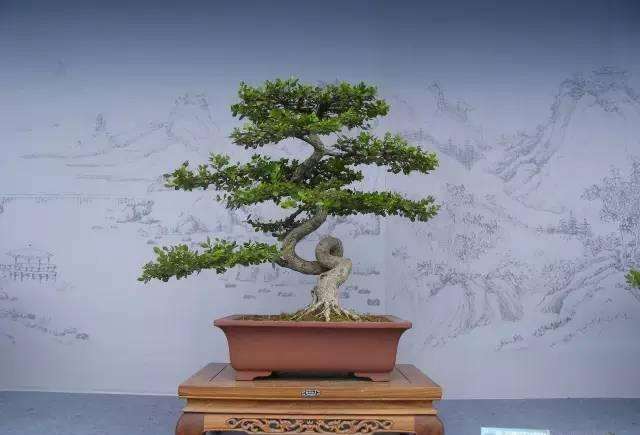 北海道黄杨盆景适合于北方冬季寒冷栽培