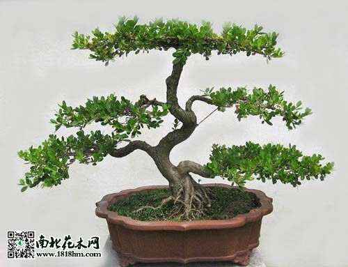 北海道黄杨盆景适合于北方冬季寒冷栽培