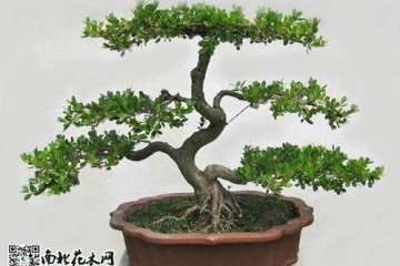 北海道黄杨盆景适合于北方冬季寒冷栽培