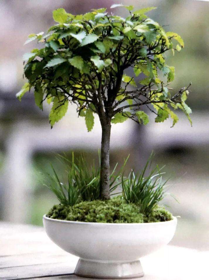 图解 怎么制作直立型盆景的方法