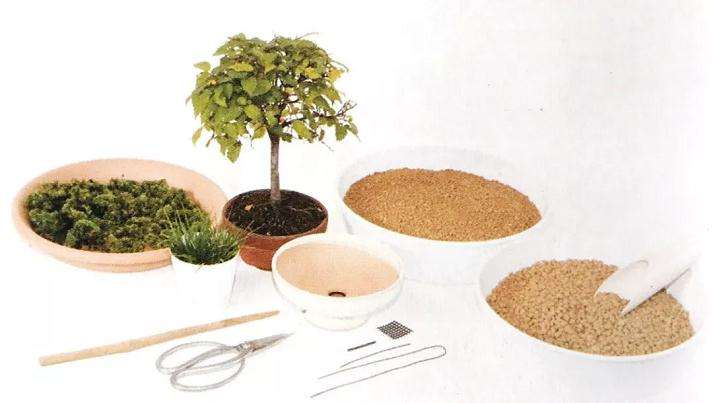 图解 怎么制作直立型盆景的方法