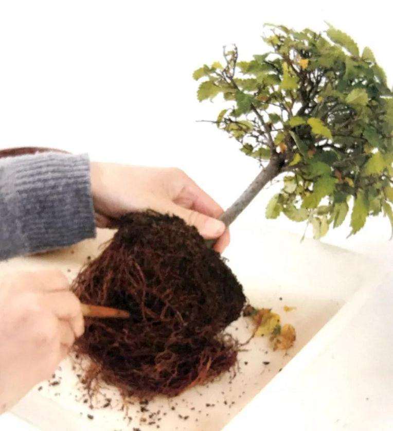 图解 怎么制作直立型盆景的方法