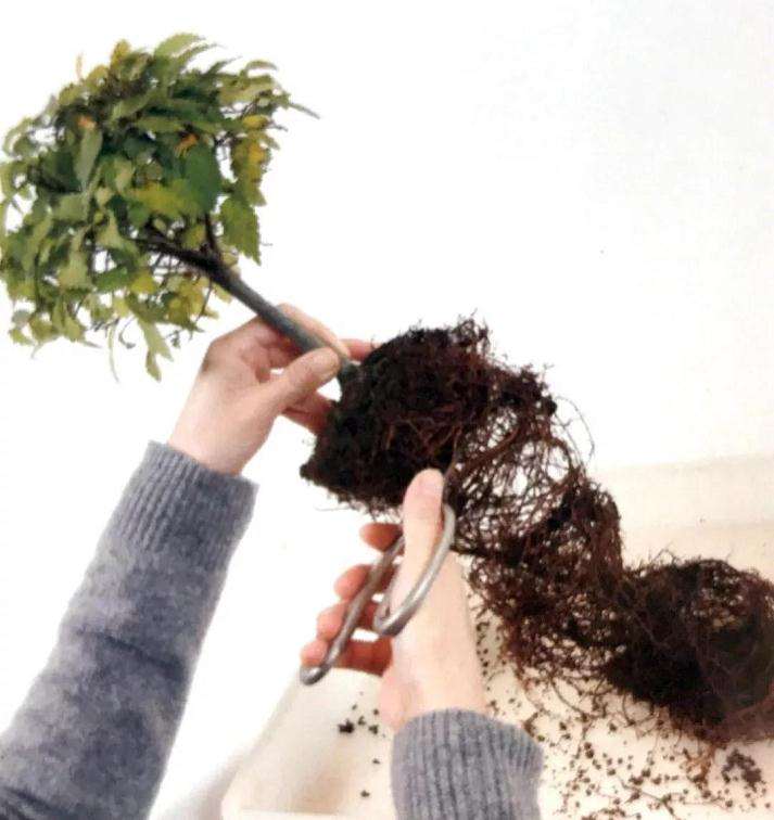 图解 怎么制作直立型盆景的方法