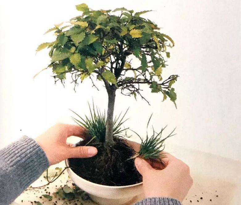 图解 怎么制作直立型盆景的方法