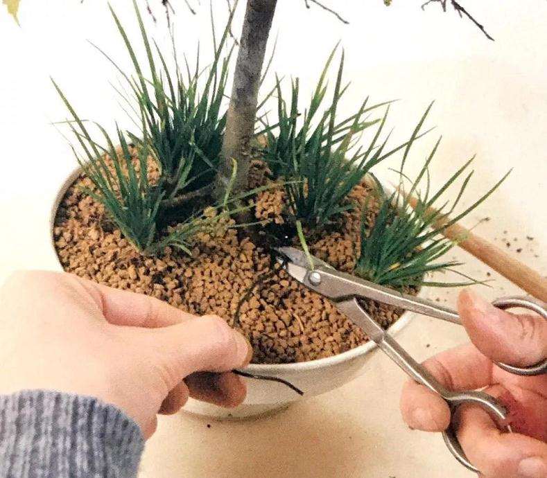 图解 怎么制作直立型盆景的方法