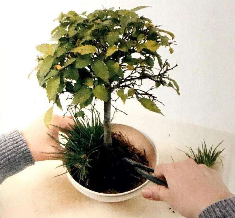 图解 怎么制作直立型盆景的方法