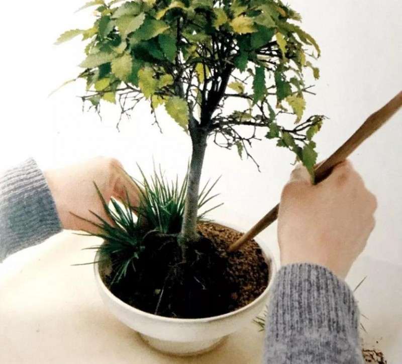 图解 怎么制作直立型盆景的方法