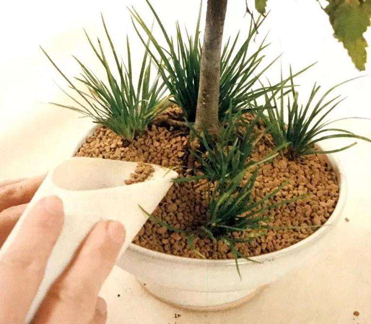 图解 怎么制作直立型盆景的方法