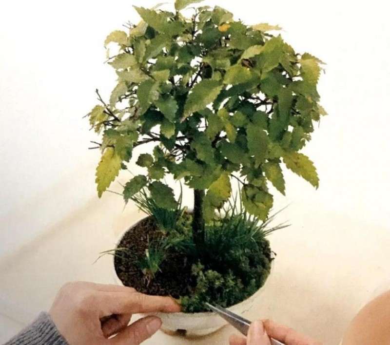 图解 怎么制作直立型盆景的方法