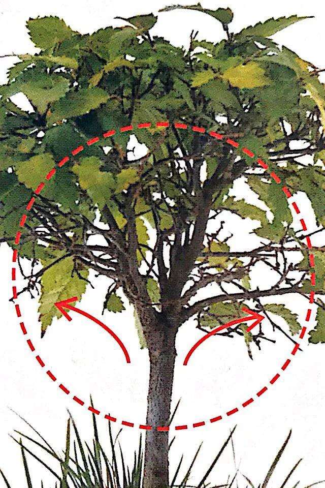 图解 怎么制作直立型盆景的方法