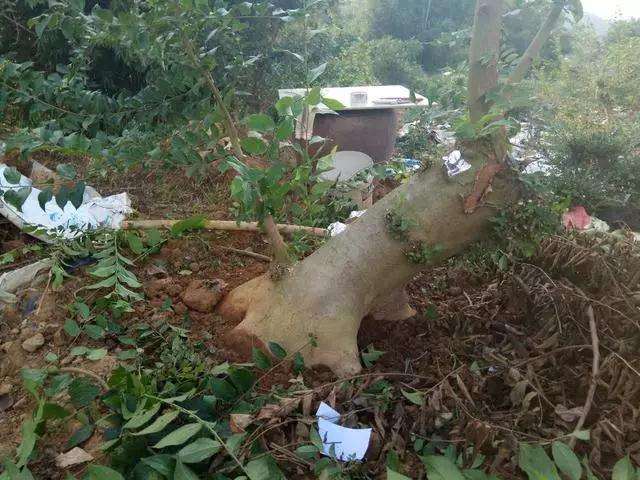 桩材盆景怎么破干制作舍利的方法