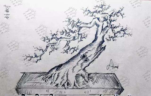 桩材盆景怎么破干制作舍利的方法