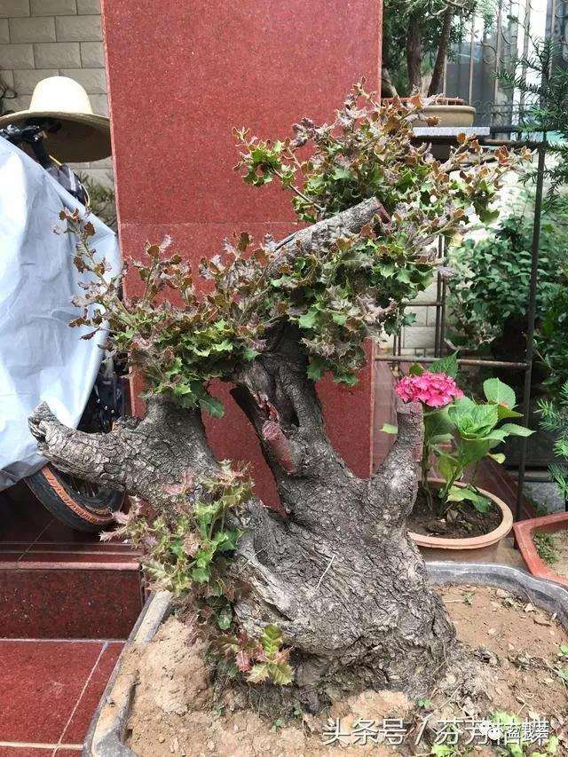 构骨盆景不知道您有没有养过呢