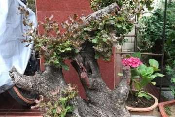 构骨盆景不知道您有没有养过呢