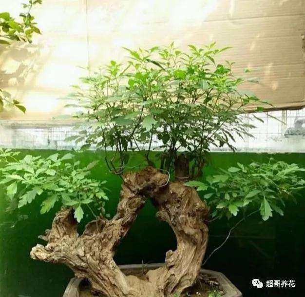 老桩盆景发芽了该怎样修剪最好